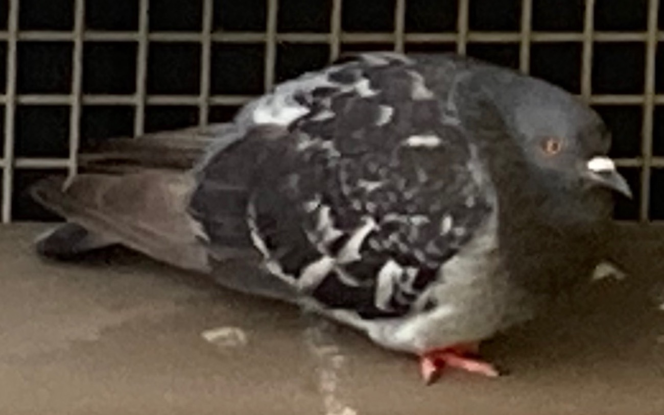 chubby pigeon
